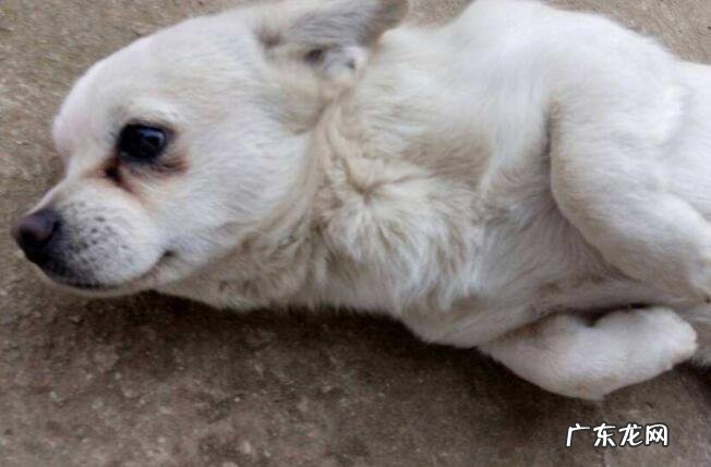 狗狗抽搐吐白沫该怎么办?