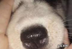 狗狗感冒咳嗽流鼻涕该怎么办