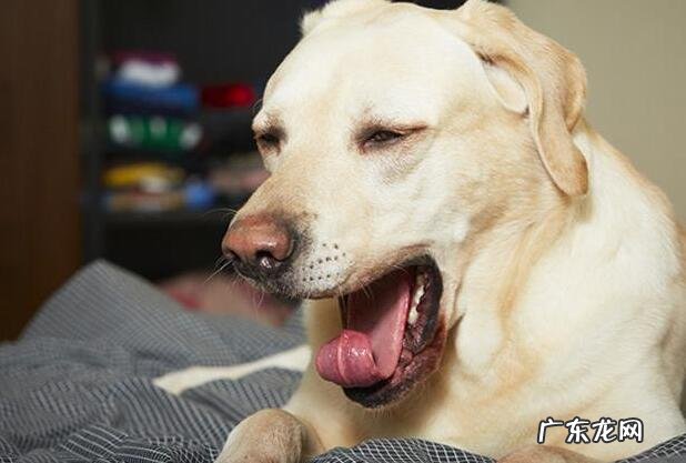 狗狗感冒咳嗽流鼻涕该怎么办