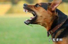 狂犬病毒的防范措施是啥？狂犬病毒应当怎么预防？