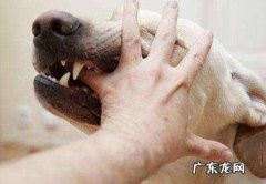 狂犬病传播方式和预防标准！