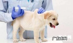 为何要给狗狗打疫苗？狗狗打疫苗常见问题