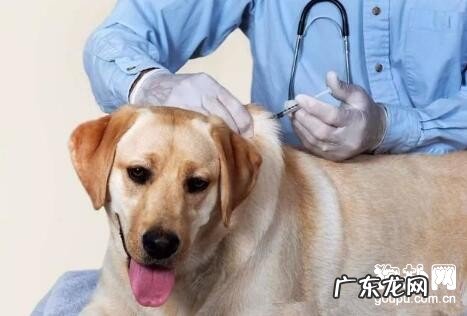 为何要给狗狗打疫苗？狗狗打疫苗常见问题