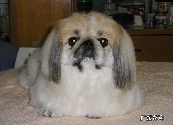 小狗被蜱虫叮咬后的病症及其治疗方法！