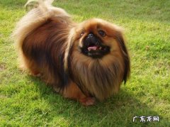 小狗被蜱虫叮咬后的病症及其治疗方法！