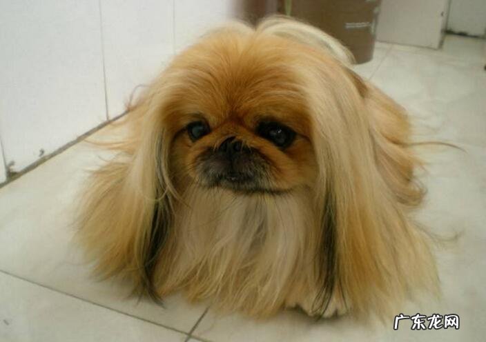 小狗被蜱虫叮咬后的病症及其治疗方法！