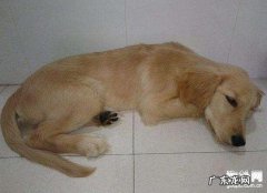 狗呕吐是什么原因，狗狗呕吐该怎么办？