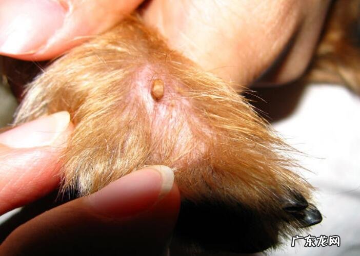 狗豆子怎么去除?狗豆子图片及治疗方法