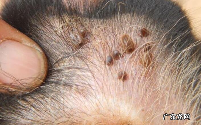 狗豆子怎么去除?狗豆子图片及治疗方法