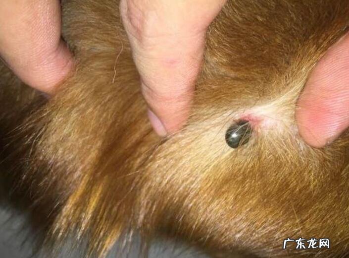 狗豆子怎么去除?狗豆子图片及治疗方法