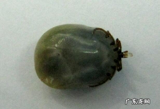 狗豆子怎么去除?狗豆子图片及治疗方法