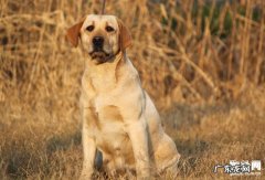 怎样帮小狗防止风湿病