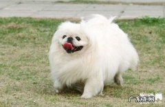 小狗怎么会得风湿病