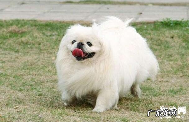 小狗怎么会得风湿病