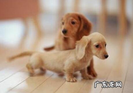 小狗有这几类缺钙的表现,要立即改进