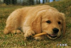 小狗有这几类缺钙的表现，要立即改进