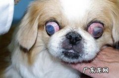 小狗结膜炎用什么药好，医治及服药感受