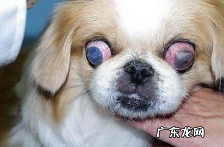 小狗结膜炎用什么药好,医治及服药感受