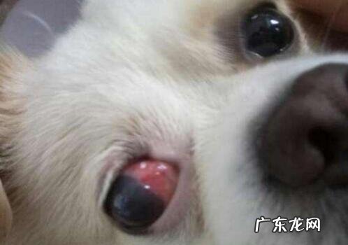 小狗结膜炎用什么药好,医治及服药感受