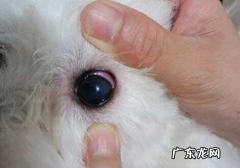 小狗结膜炎用什么药好,医治及服药感受