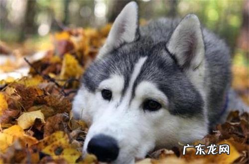 金毛胃口越差不要吃物品,金毛不要吃物品应该怎么办