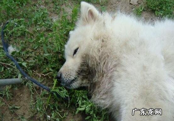 狗瘟会传染人吗，现阶段没人被传染的实例