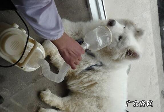 狗瘟会传染人吗，现阶段没人被传染的实例