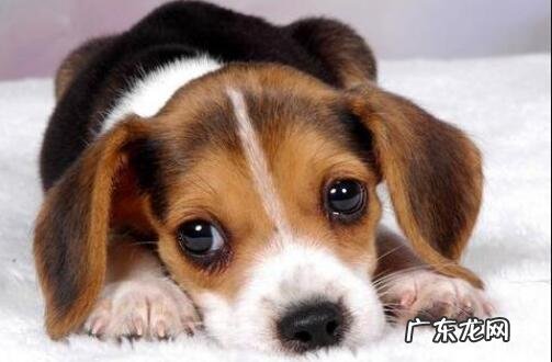 小狗呕吐拉肚子应当该怎么办?寻找发病原因,对症治疗