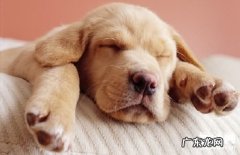 犬链球菌性脓皮病的治疗方法