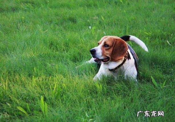小狗感冒咳嗽怎么办,对症治疗是重要