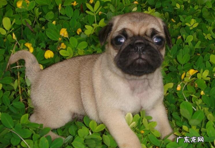 小狗感冒咳嗽怎么办,对症治疗是重要