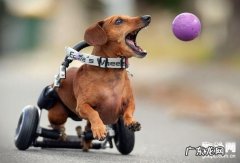 小狗脊柱负伤的病症及治疗方法