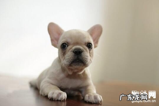 怎么给小狗导尿