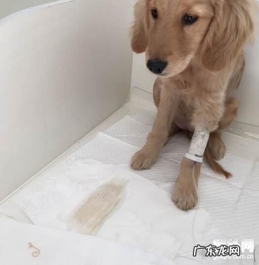 小狗得了细小病毒该怎么办?该怎么治疗?