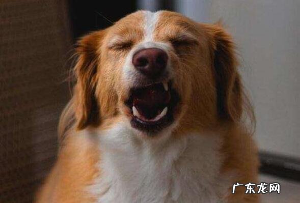 狗狗打喷嚏该怎么办,普遍缘故及治疗方法