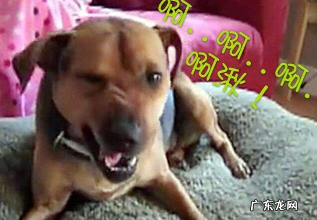 狗狗打喷嚏该怎么办,普遍缘故及治疗方法