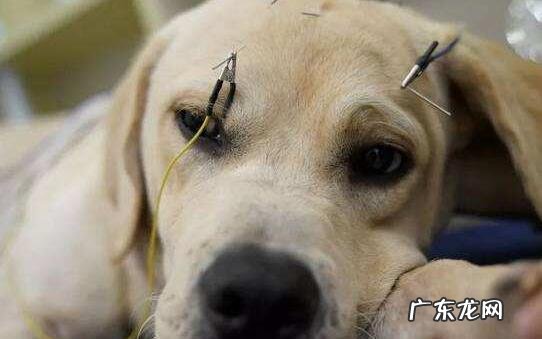 小狗肝炎症状及治疗方法!