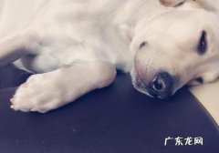 小狗肝炎症状及治疗方法！