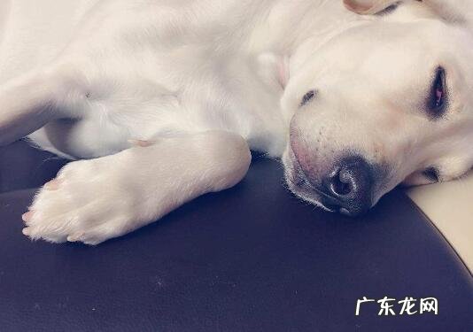 小狗肝炎症状及治疗方法!