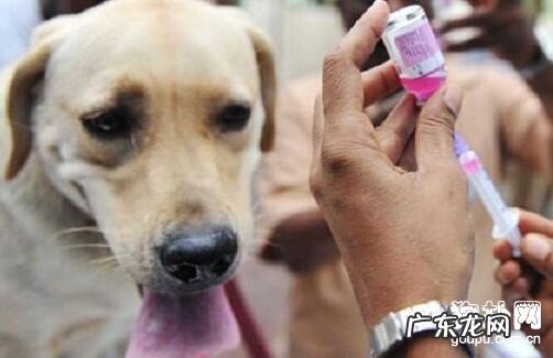 得了狂犬病毒能治好吗?4个错误观念要正确认识!