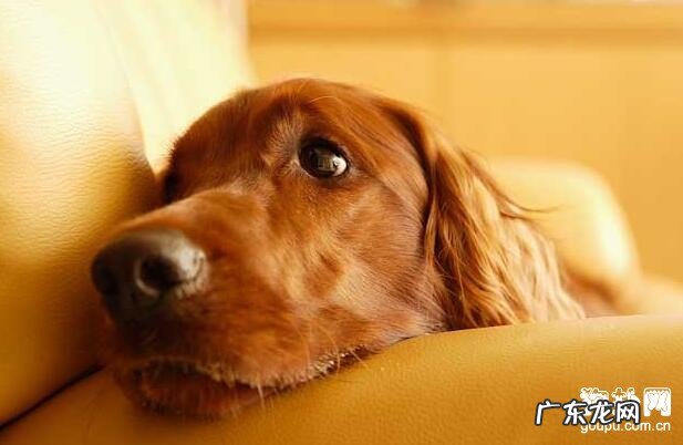 【狗狗感冒了吃什么中药】狗狗感冒的病症及治疗方法