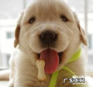 【狗狗感冒了吃什么中药】狗狗感冒的病症及治疗方法