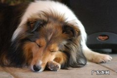 狗狗拉稀该怎么办?找对缘故是重要