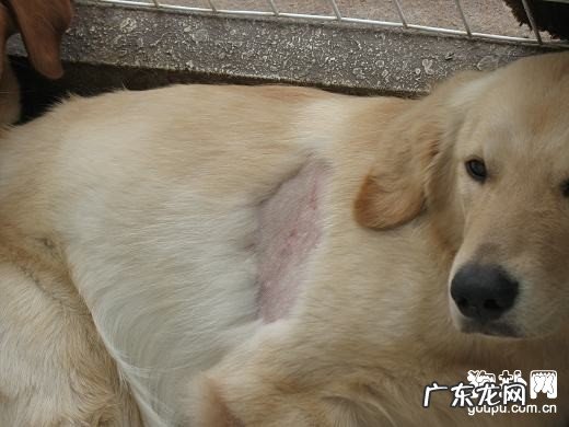 【狗狗皮肤病怎样治】狗狗皮肤病的病症及医治
