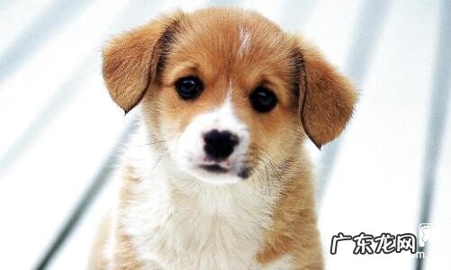 狗狗拉肚子吃什么中药?