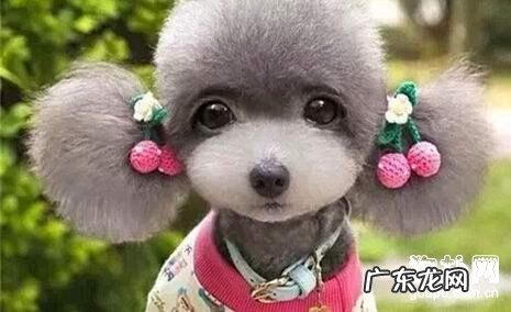 狂犬病疫苗打疫苗時间及价钱【养宠物基本常识】