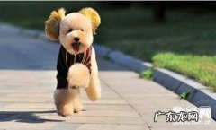 狂犬病疫苗打疫苗時间及价钱【养宠物基本常识】