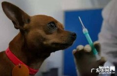 如何给小狗打疫苗，三个常见问题需注意！