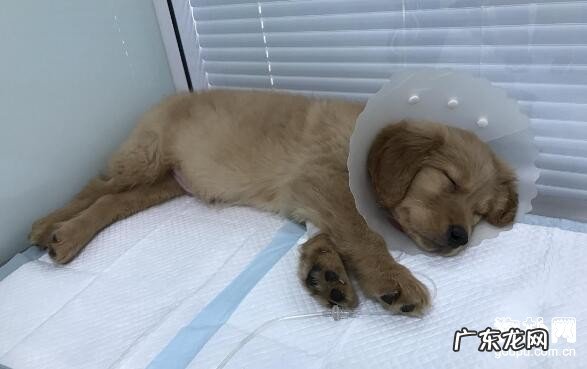 狗狗不吃东西原因是什么,4招轻轻松松处理!