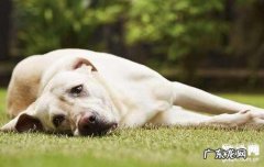 狗狗不吃东西原因是什么，4招轻轻松松处理！